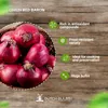 Oignons de semence Red Baron (500 gr) - Ciboulette Voir les images du produit 3