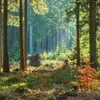 Unser Wald / Forest Nature 2027 Produktbild-Vorschau 4