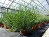 echter Lavendel XL BUSCH Ø 40cm, Höhe 40 cm, Lavandula Produktbild-Vorschau 6