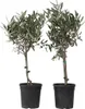 Olivenbaum Stämmchen 50–60 cm 2er Set – Olea Europaea, Produktbild-Vorschau 4