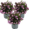 3er-Set - Campanula Ambella Pink - Glockenblume - Produktbild-Vorschau 1