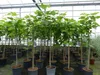 kompakter Feigenbaum 150 - 180 cm Obstbaum, winterhart, Produktbild-Vorschau 5