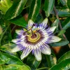 Passiflore - Set de 6 - Passiflora hybridum - Hauteur Voir les images du produit 4