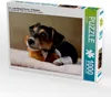 Calvendo Liu - Jack Russell-Terrier, 10 Wochen 1000 Teile Produktbild-Vorschau 1