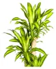 Dracaena Fragrans Massangeana - 170-190cm - Ø30cm - Produktbild-Vorschau 3
