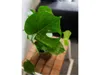 Gardners Monstera deliciosa, průměr 14 cm Náhled obrázku produktu 3