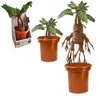 Harry Potter Interaktivní plyšová figurka Mandrake 30 cm Náhled obrázku produktu 6