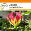 SAFLAX Garden in the bag - Africká popínavá ľalia - Náhľad obrázku produktu 9