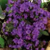 6 x plicník velkoplošný  - Pulmonaria 'Smokey Blue'  | Náhled obrázku produktu 2