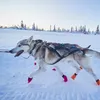 Non-stop dogwear Zuggeschirr Nansen Nome Harness 50, Größe: Produktbild-Vorschau 5