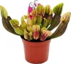 Trio roslin rurkowych - 3 rózne rosliny Sarracenia w Podgląd zdjęcia produktu 7