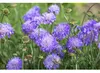 Wiesen- oder Acker-Witwenblume - Knautia arvensis - Produktbild-Vorschau 1