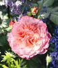 Dehner Rose Edelrose Augusta Luise®, Züchter Tantau, Produktbild-Vorschau 7