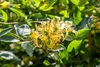 Lonicera caprifolium, Jelängerjelieber, 60–100 cm, duftend Produktbild-Vorschau 6