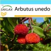 SAFLAX Dárková sada - jahodový strom - Arbutus unedo - 50 Náhled obrázku produktu 8