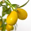 Bloomique - Citrus Kumquat - Zwergorange - Orangenbaum - Produktbild-Vorschau 2