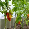 Rankhilfen,20 Stück Pflanzenstützen Staudenhalter Halbrund Produktbild-Vorschau 3