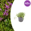 thymus serpyllum - Sand-Thymian - Bodendecker - Violette Produktbild-Vorschau 1