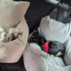 Hundeautositz personalisiert mit Namen für Rückbank mit Produktbild-Vorschau 15