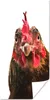 MuchoWow® Poster Nahaufnahme Hahn Fotodruck 60x120 cm - Produktbild-Vorschau 1