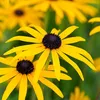 6 ks rastlín Rudbeckia fulgida 'deamii' | Kvetináč 9x9 cm Náhľad obrázku produktu 2