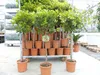 Erdbeerbaum | 120 cm | Arbutus unedo | veredelt |  | Produktbild-Vorschau 6