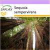 SAFLAX - Pobrežná Sequoia - Sequoia sempervirens - 50 Náhľad obrázku produktu 10