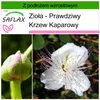 SAFLAX - Zioła - Prawdziwy Krzew Kaparowy - 25 Nasiona - Z Podgląd zdjęcia produktu 10
