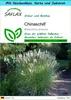 SAFLAX Geschenk Set - Chinaschilf - Miscanthus sinensis - Produktbild-Vorschau 1