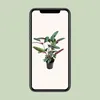 Ctenanthe Setosa - 50-60cm - Ø17cm - Plante d'intérieur - Voir les images du produit 4