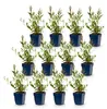 Green boutiQ - Staude - Gaura lindh. Whirling Butterflies - Produktbild-Vorschau 2