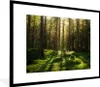 MuchoWow® Gerahmtes Poster Bäume - Wald - Moos - Pflanzen - Produktbild-Vorschau 1