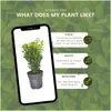 Planten van Frank | Buchsbaum (Buxus) | Buxus | Heempjes | Productafbeelding-voorbeeld 5