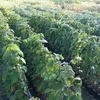 Black Moon schwarze Sommerhimbeere Produktbild-Vorschau 3