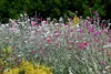 Lychnis coronaria, Lichtnelke, silbrig-grau, ca. 9x9 cm Produktbild-Vorschau 12