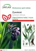 SAFLAX - Żywokost - 15 Nasiona - Symphytum officinale Podgląd zdjęcia produktu 5