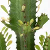 Euphorbia Acrurensis, Wolfsmilch, Sukkulente, 60-70 cm, Produktbild-Vorschau 6