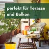 Meine Orangerie - Zwergobst Stämmchen Pflaume - gelbe Produktbild-Vorschau 6