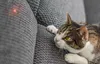 Smart laser for dog / cat play Petoneer Smart Dot Náhľad obrázku produktu 12