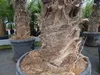 2 Stück im Palmenset Trachycarpus fortunei dicke Stämme 200 Produktbild-Vorschau 2
