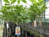 Kaki Baum 160-180 cm Sorte "Rojo Brilliante" Kakipflaume Produktbild-Vorschau 3