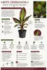 Rote Zierbanane (Ensete ventricosum 'Maurelii') 40–60 cm – Produktbild-Vorschau 2
