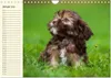 Kobolde auf 4 Pfoten - Bolonka Zwetna (Wandkalender 2026 Produktbild-Vorschau 4