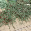 Cotoneaster dammeri - Teppich - Zwergmispel - Ø9cm - Produktbild-Vorschau 8