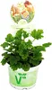 Duftgeranie "Orange" - Pelargonia odorata  Hybr. Produktbild-Vorschau 1