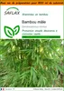SAFLAX Garden in the bag - Bambou mâle - 50 graines - Voir les images du produit 1