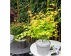 Japanse esdoorn 'Orange Dream', oranje bladkleur. Hoogte: Productafbeelding-voorbeeld 7