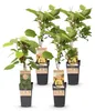 Green boutiQ - Obststrauch - Actinidia Weiki & Golden Kiwi Produktbild-Vorschau 2