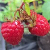 Schönemann Himbeere sommertragend robust gutes Aroma 60-100 Produktbild-Vorschau 1