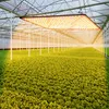 LED Pflanzenlampe Vollspektrum,100W Wachstumslampe Produktbild-Vorschau 9